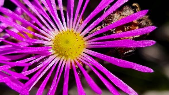 Erepsia bracteata flower